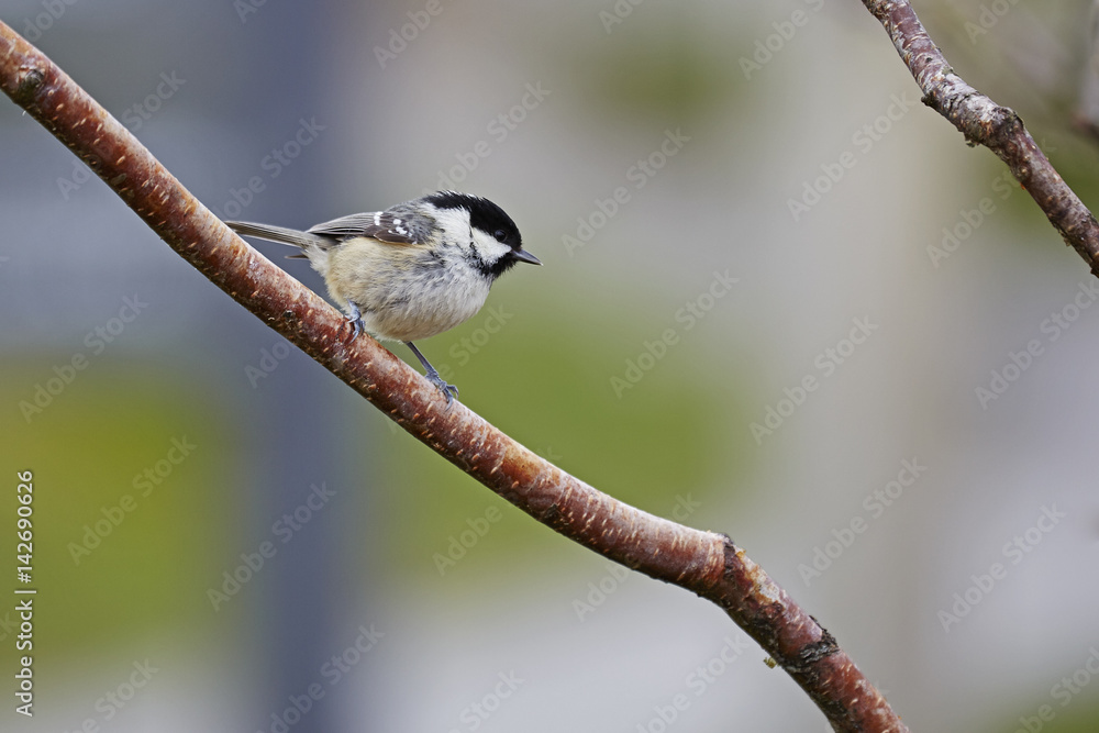 Obraz premium Coal tit