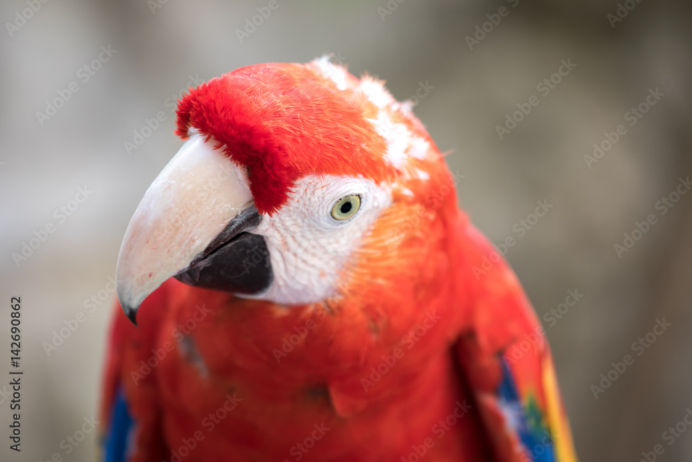Tropical bird close-up - Scarlet macaw (Ara macao). Cancun, Mexico.