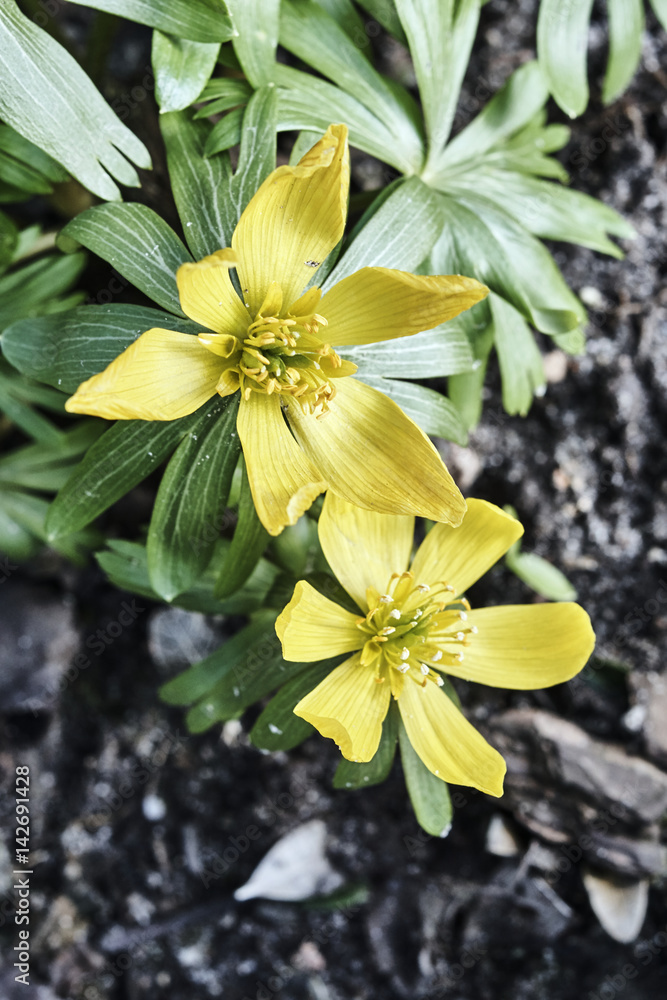 Obraz premium Yellow flowers sprinkled during spring in Poland.