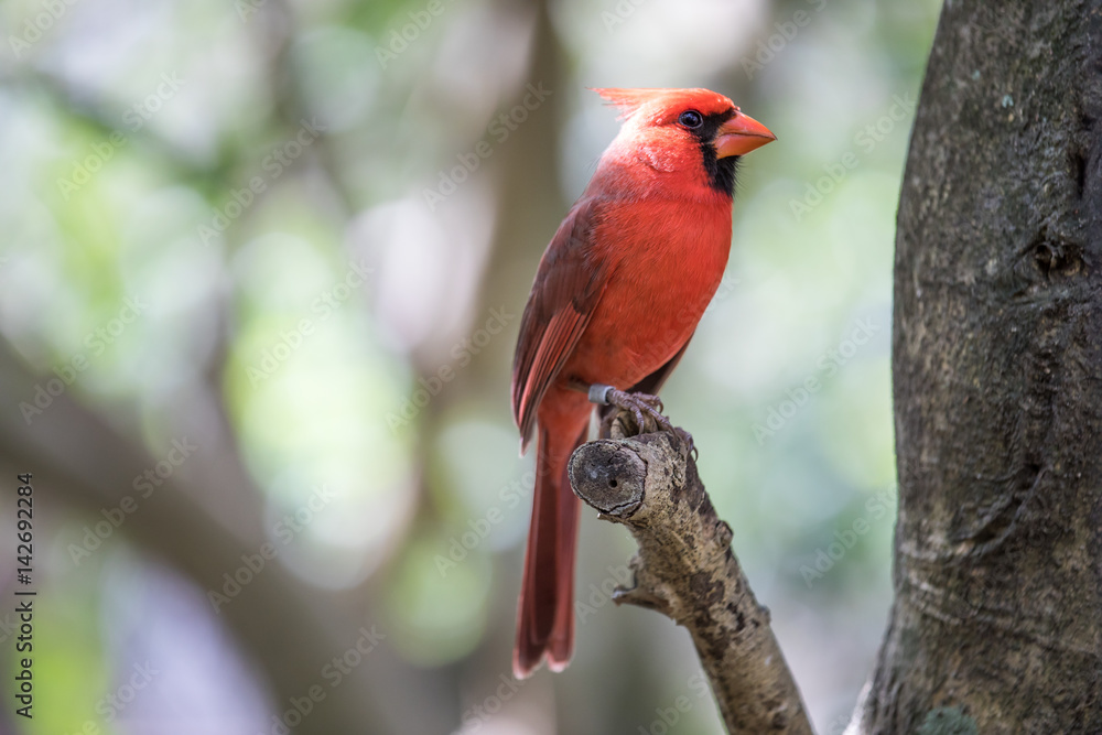 Tropical bird close-up - Northern Cardinal (Cardinalis cardinalis). Cancun, Mexico. Tropical bird close-up - Northern Cardinal (Cardinalis cardinalis). Cancun, Mexico.