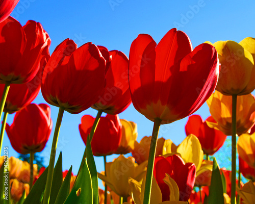 Fototapeta Naklejka Na Ścianę i Meble -  Farbenfrohe rote Tulpen