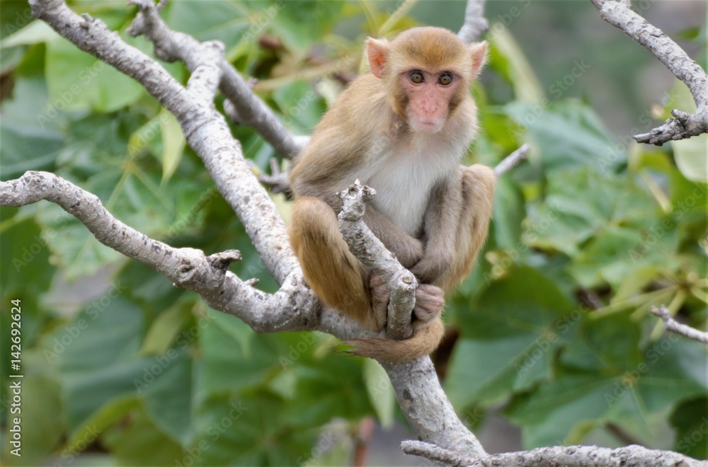 Rhesus macaques are native to The caucus mountains / Europe, Bangladesh, Pakistan, Nepal, Burma, Thailand, Afghanistan, Vietnam, southern China, and some neighboring areas. Rhesus macaques are native to The caucus mountains / Europe, Bangladesh, Pakistan, Nepal, Burma, Thailand, Afghanistan, Vietnam, southern China, and some neighboring areas.