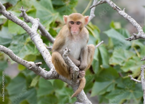 Rhesus macaques are native to The caucus mountains / Europe, Bangladesh, Pakistan, Nepal, Burma, Thailand, Afghanistan, Vietnam, southern China, and some neighboring areas. They have the widest geogra