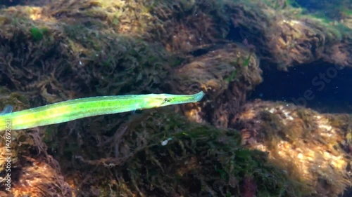 Broadnosed pipefish (Syngnathus typhle) is a fish of the Syngnathidae family (seahorses and pipefishes) photo