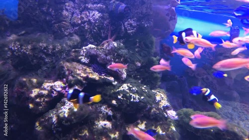 Ray and fishes in the aquarium. reef fish swim peacefully among the corals in the background of sea