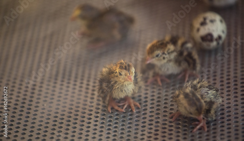 Baby quail close-up in an incubator. Cancun, Mexico.