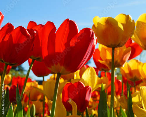 Fototapeta Naklejka Na Ścianę i Meble -  Tulpen rot und gelb