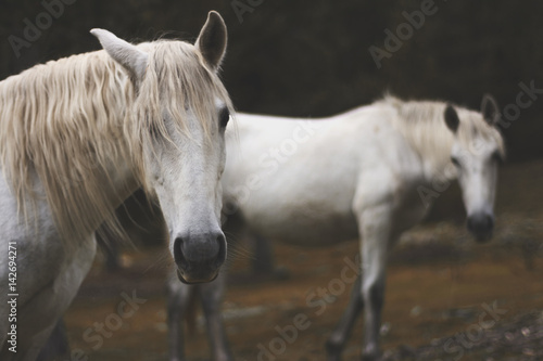 Caballo blanco