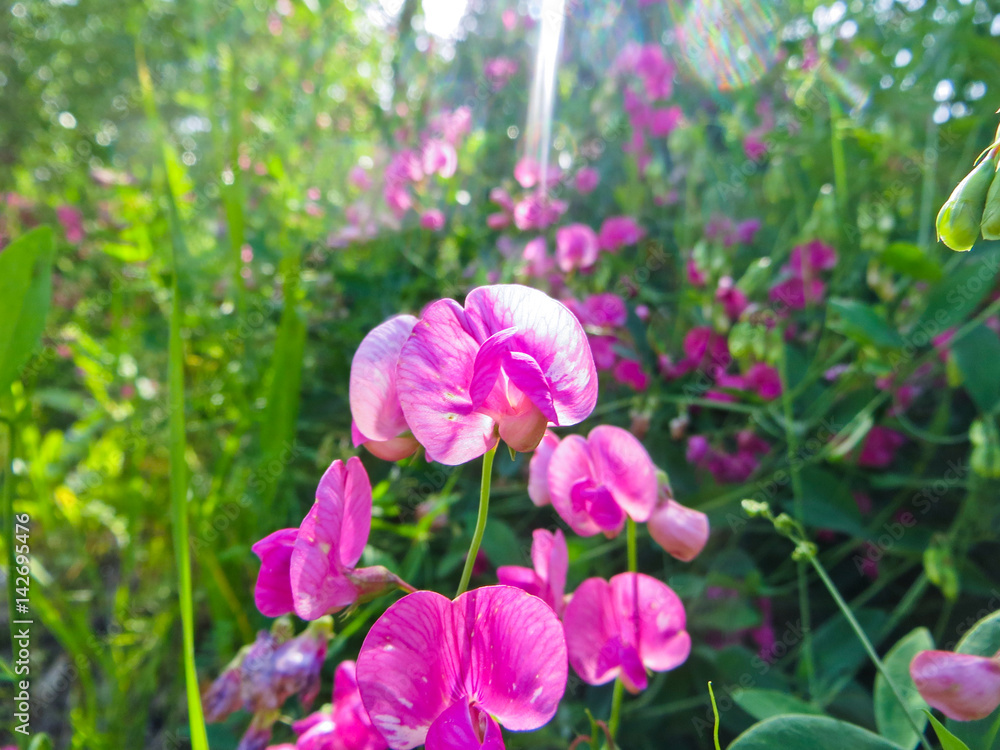 Wild peas (Vicia Cracca) on a meadow Wild peas (Vicia Cracca) on a meadow