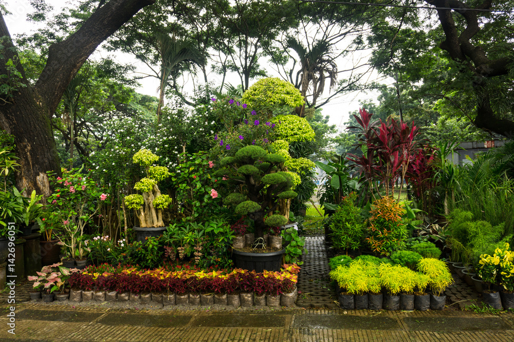 Various kind of plant, bonsai tree and flower arranged like a little jungle and sell by florist photo taken in Jakarta Indonesia