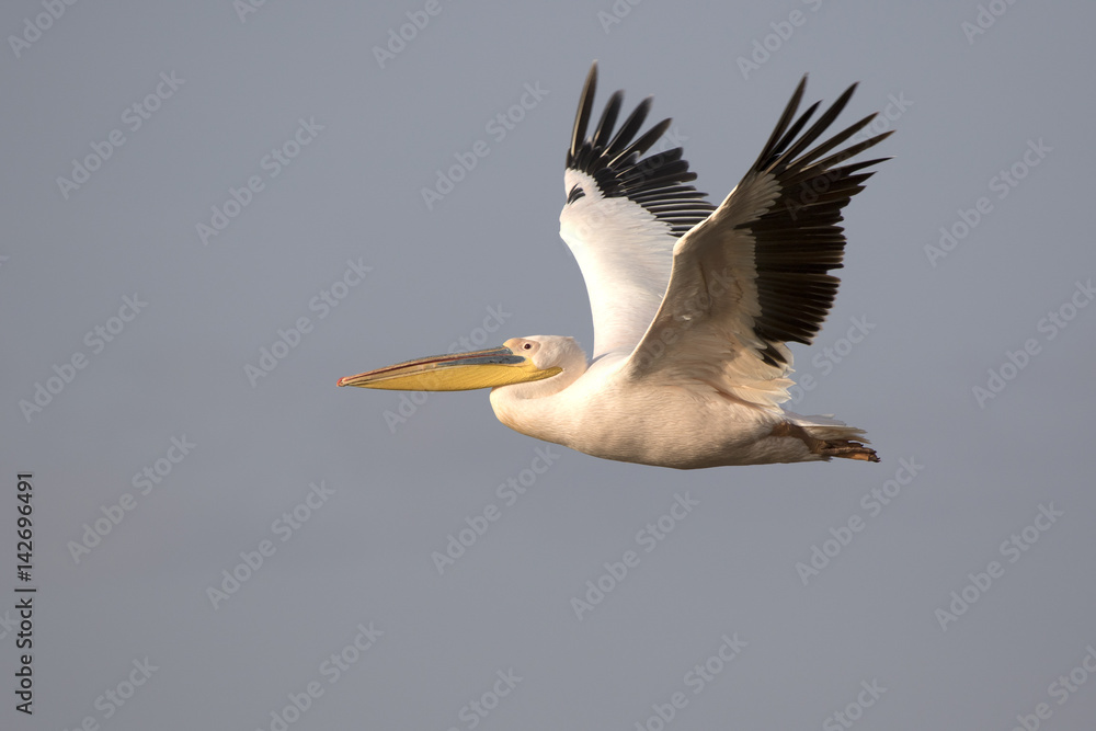 Obraz premium Pink pelican flying over Lake Nakuru in the evening