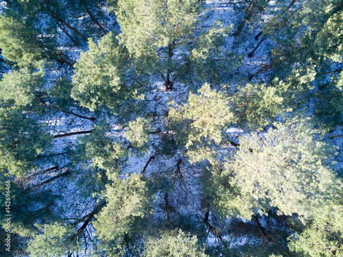 Aerial view of trees photo