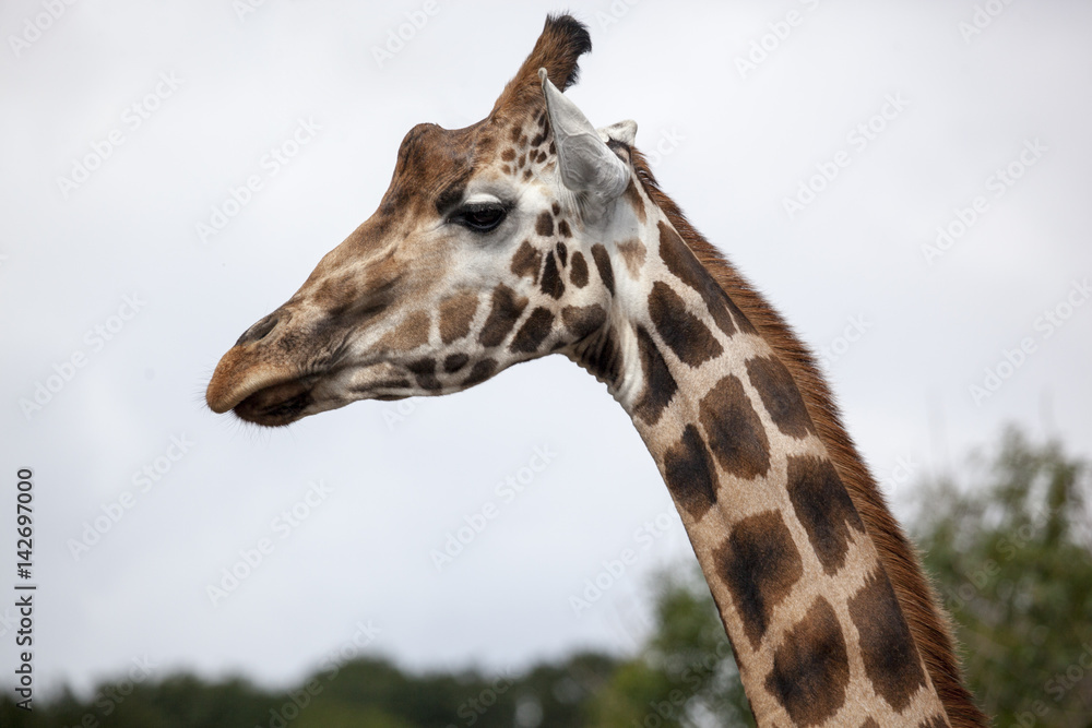 Obraz premium Profile Giraffe Head