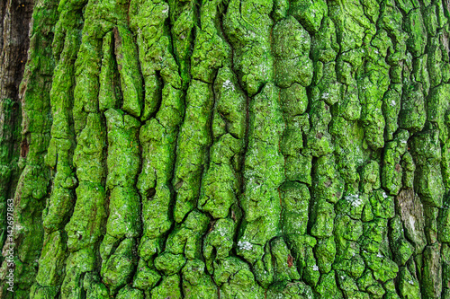 tree bark texture