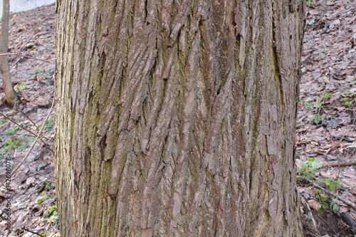 Fotografia, Obraz The trunk of an old Linden