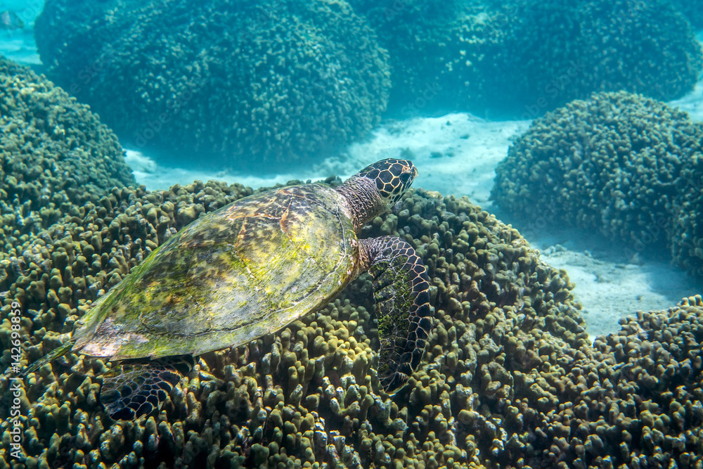 Obraz premium Big old turtle