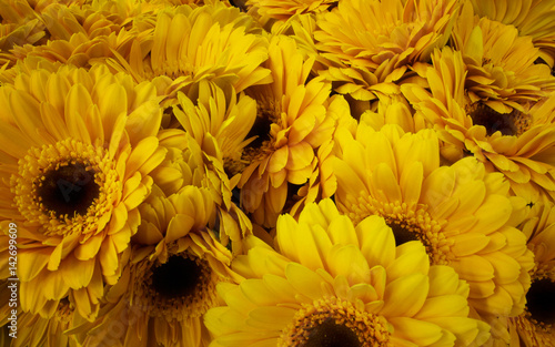 Yellow flower blossoms