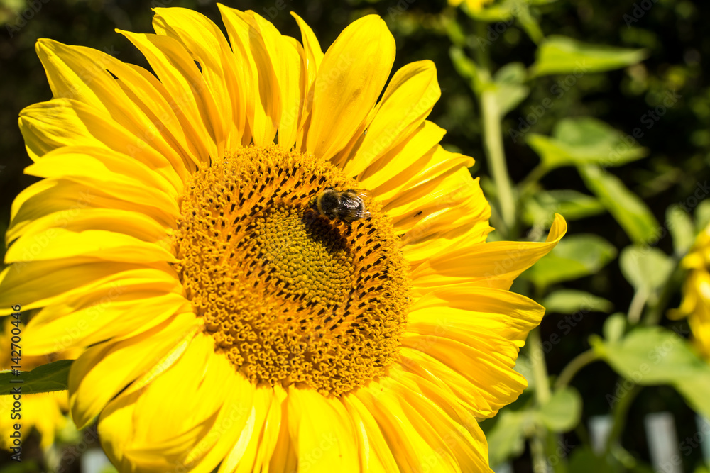 Close up view of large sunflower with honeybees collecting nectar. Sunny day, bright golden flower. Close up view of large sunflower with honeybees collecting nectar. Sunny day, bright golden flower.