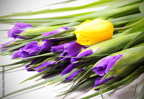 Fototapeta Naklejka Na Ścianę i Meble -  ирис цветок фиолетового цвета много как букет и жёлтые тюльпаны 