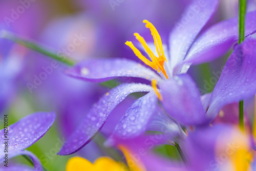 Violet crocus with dew drops and wide open, close up, lilited depth of field