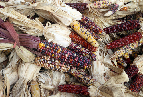 dry corn photo