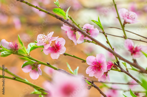 Pink flowers on a peach tree branch. Pattern