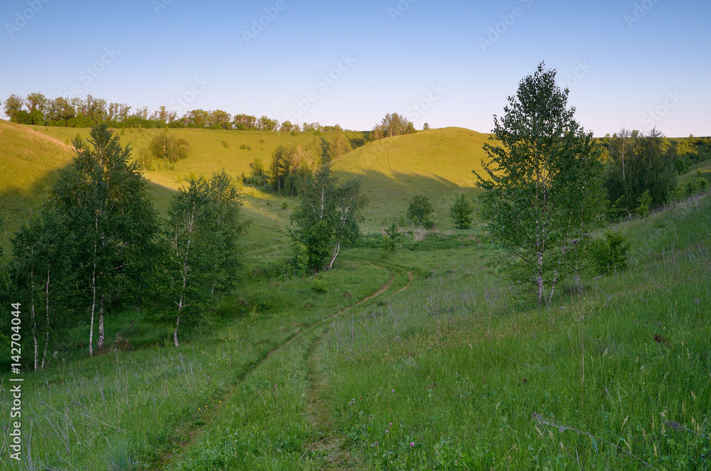 Fototapeta premium Summer landscape with birch forest