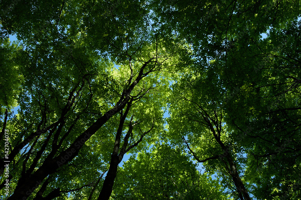 Fototapeta premium Beech trees in the forest