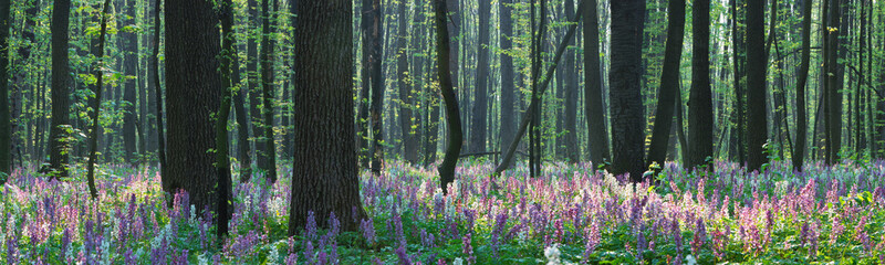 Leinwandbilder Olivgrün Forest landscape with spring flowers  © Oleksandr Kotenko