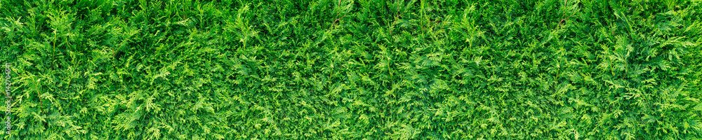 Green thuja hedge Green thuja hedge