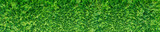 Green thuja hedge