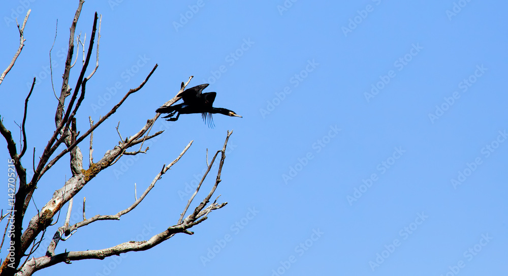 Cormorant on a tree branch in spring. Astrakhan region. Russia. Cormorant on a tree branch in spring. Astrakhan region. Russia.