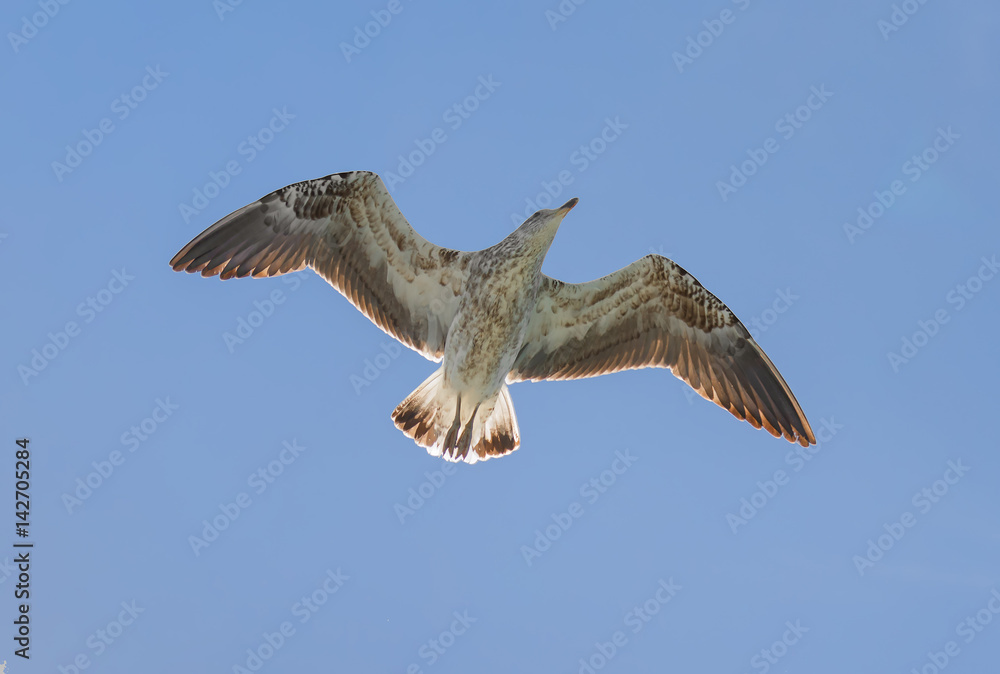 Obraz premium Gulls fly above a pleasure boat - Namibia, South Africa