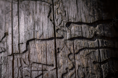 structure in the wood photo