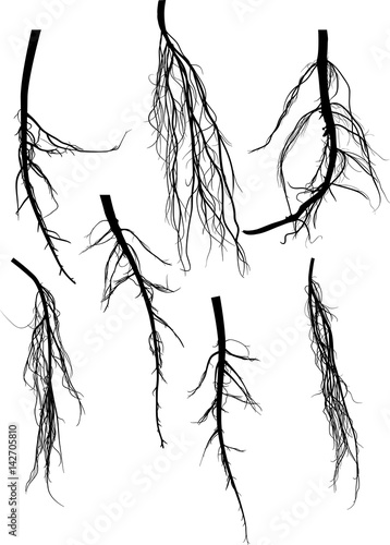 seven black root silhouettes isolated on white