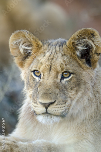 Fototapeta Naklejka Na Ścianę i Meble -  Lion (Panthera leo) cub. Northern Cape. South Africa.