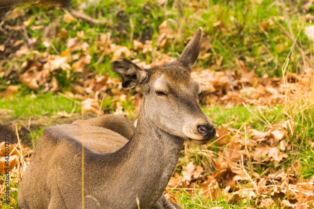 Portrait of a deer sitting on the ground at Parnitha mountain in Greece.
