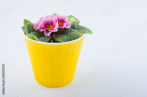 Front view on pink primrose flover in yellow plastic pot. Isolated on white photo