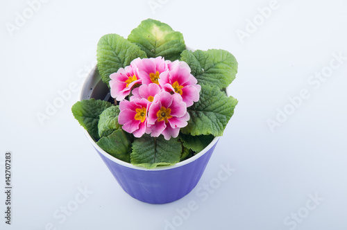 Primula flower with rose petals in purple plastic pot isolated on white. Top view photo