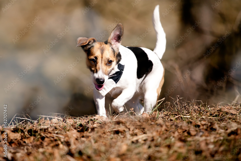 cute jack russell terier in spring field near forest, gray dominant colors cute jack russell terier in spring field near forest, gray dominant colors