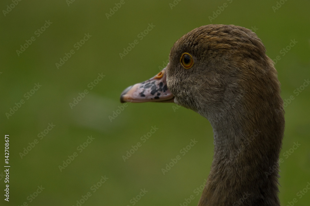 photo portrait of a Whistling (Wandering) duck with a green background photo portrait of a Whistling (Wandering) duck with a green background