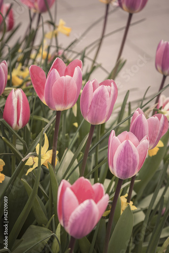 Pretty spring tulips
