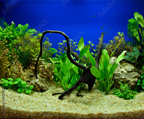 Aquascaping of the planted aquarium