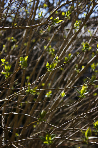 Frühling