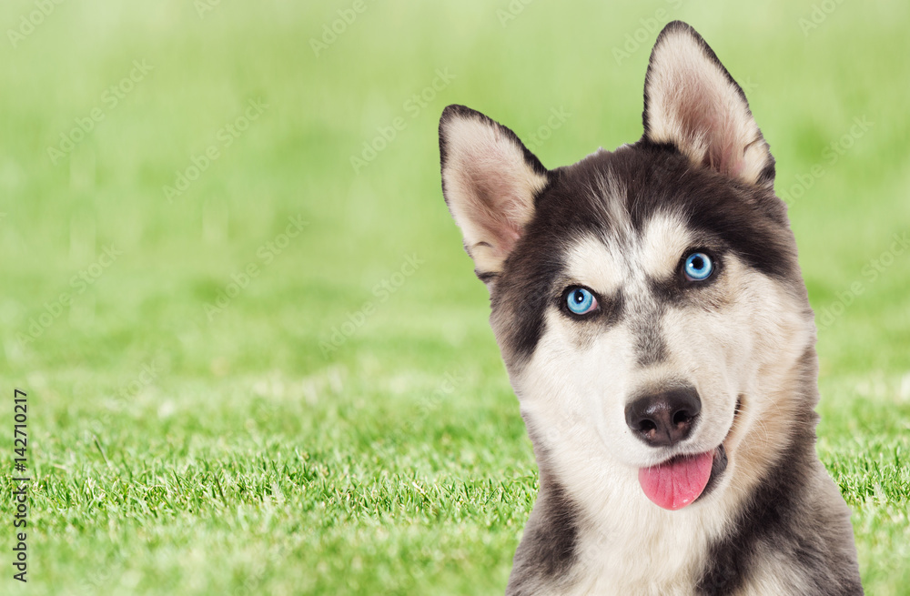 Husky dog on a background of green grass