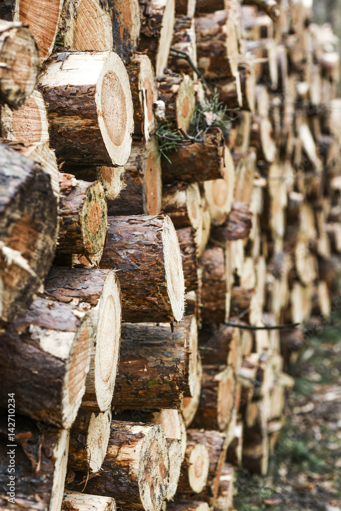Wood piled up in the forest Wood piled up in the forest