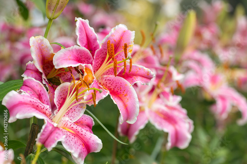 Fotografiet Pink Asiatic lily flower in the garden