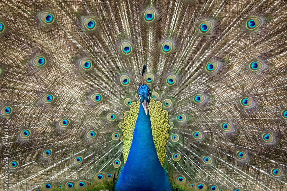 Obraz premium Image of a peacock showing its beautiful feathers. wild animals.
