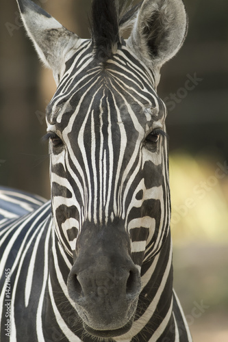 A hungry zebra in Ubon Ratchatani zoo easily walking towards a camera  thinking I was a zookeeper who will feed him.