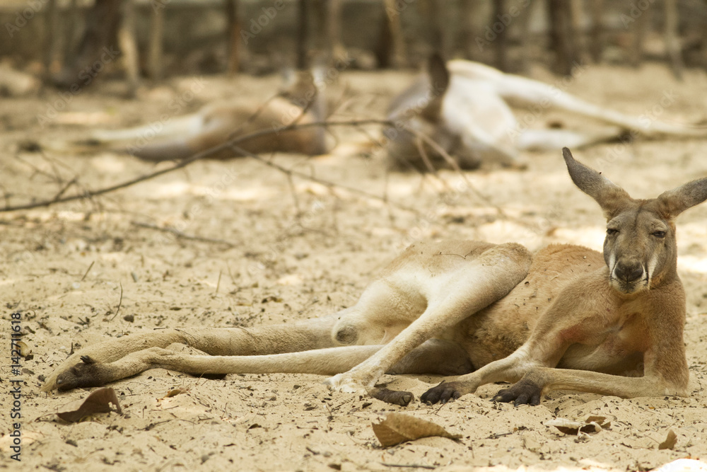 A kangaroo resting on sand. A kangaroo resting on sand.